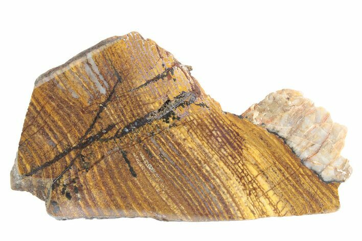 Polished Strelley Pool Stromatolite Slab - Billion Years Old #234850